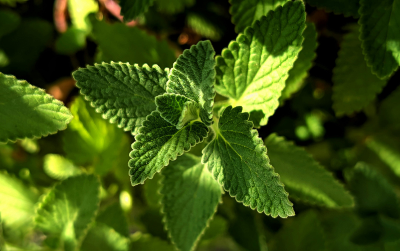 Mint benefits in summer